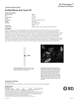 Purified Mouse Anti-Cyclin B1 &mdash; 554179