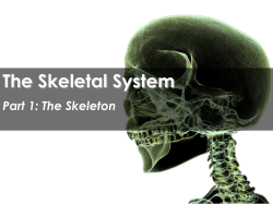 The Skeletal System - Science with Mr. Enns