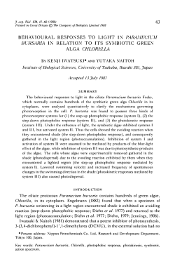 behavioural responses to light in paramecium bursaria in relation to