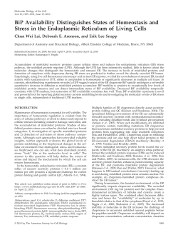 BiP Availability Distinguishes States of Homeostasis and Stress in