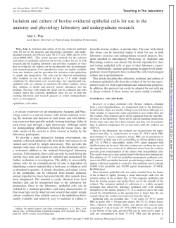Isolation and culture of bovine oviductal epithelial cells for use in the