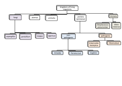 kingdoms of living organisms fungi aspergillus penicillium rizopus