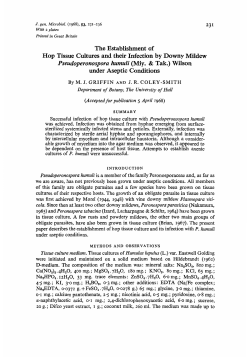 The Establishment of Hop Tissue Cultures and their