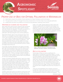 Proper use of bees for optimal pollination in watermelon