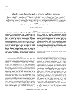 Adaptive value of ambling gaits in primates and other mammals