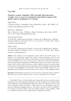 Case 3491 Podargus cornutus Temminck, 1822