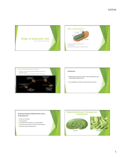 5/27/14 1 Origin of Eukaryotic Cell