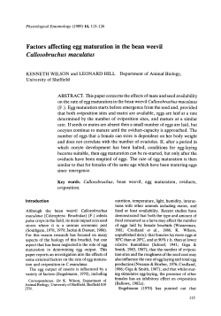 Factors affecting egg maturation in the bean weevil Callosobruchus