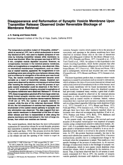 Disappearance and Reformation of Synaptic Vesicle Membrane