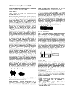 The E. coli cAMP receptor protein can be used in a eukaryotic