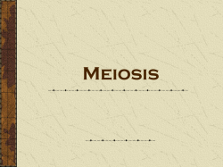 Meiosis