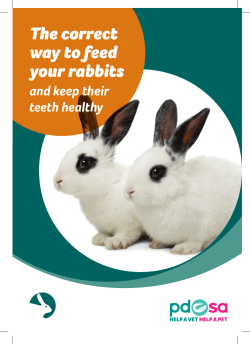 The correct way to feed your rabbits