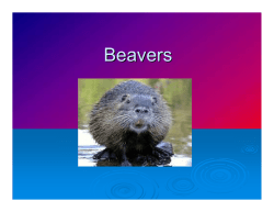 Beavers