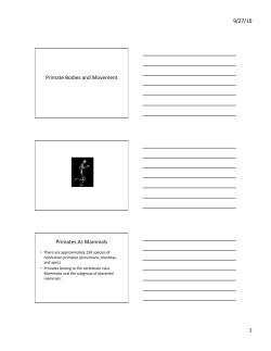 Primate Bodies and Movementbw