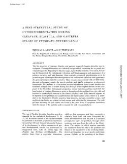 a fine structural study of cytodifferentiation during cleavage, blastula
