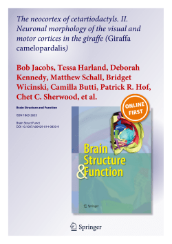 The neocortex of cetartiodactyls. II. Neuronal