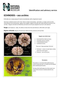ECHINOIDS &ndash; sea urchins