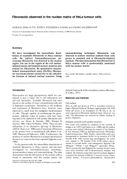 Fibronectin observed in the nuclear matrix of HeLa tumour cells
