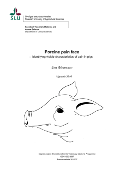 Porcine pain face