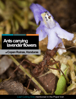Ants carrying lavender flowers