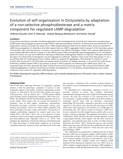 Evolution of self-organisation in Dictyostelia by adaptation of a non