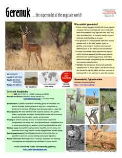 Gerenuk - AZA Ungulates