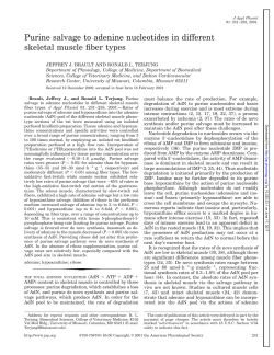 Purine salvage to adenine nucleotides in different skeletal muscle