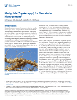 Marigolds (Tagetes spp.) - EDIS