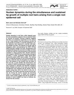 Nuclear dynamics during the simultaneous and sustained tip growth