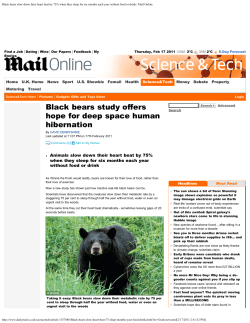 Black bears slow down their heart beat by 75% when they sleep for