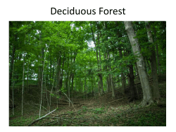 Deciduous Forest