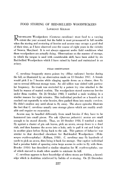 FOOD STORING OF RED-BELLIED WOODPECKERS