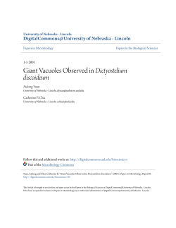 Giant Vacuoles Observed in Dictyostelium discoideum
