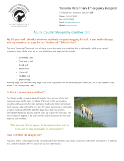 Acute Caudal Myopathy (Limber tail)