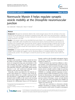 Nonmuscle Myosin II helps regulate synaptic vesicle mobility at the