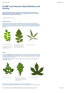 Leaf Character Page