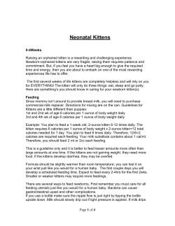 Neonatal Kittens - Hill Country SPCA