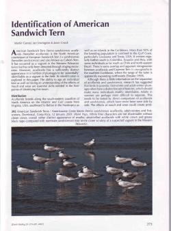ldentification of American Sandwich Tern