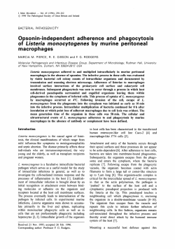 Opsonin-independent adherence and phagocytosis macrophages