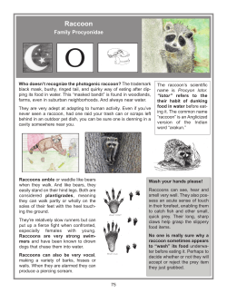 Raccoon - yorkccd.org