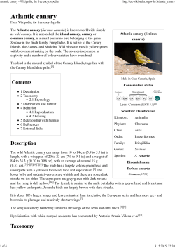 Atlantic canary - Wikipedia, the free encyclopedia