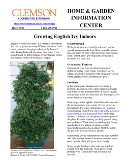 Growing English Ivy Indoors