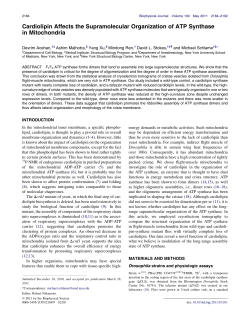 Cardiolipin Affects the Supramolecular Organization of ATP Synthase