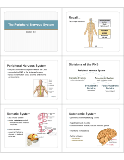 Peripheral Nervous System