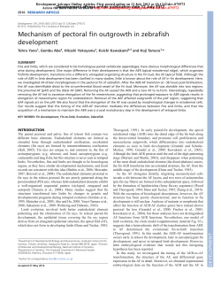 Mechanism of pectoral fin outgrowth in zebrafish development