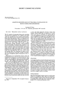 Adaptive Significance of Tracheal Elongation in Manucodes