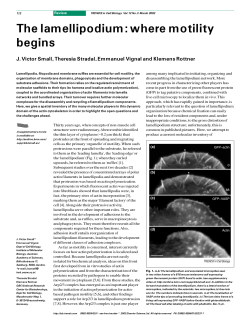 The lamellipodium:where motility begins