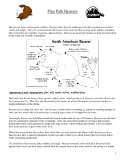 Beaver Fact Sheet
