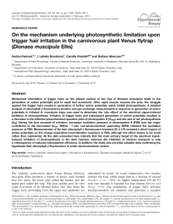 On the mechanism underlying photosynthetic limitation upon trigger