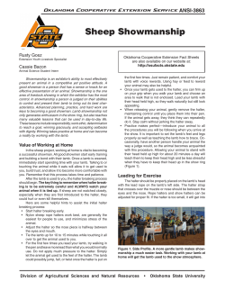 Sheep Showmanship - The Judging Connection .com